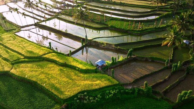 Aerial view of Senaru Rice Terraces, Lombok Indonesia