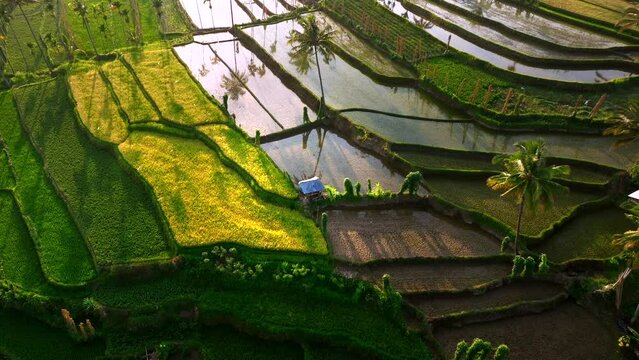 Aerial view of Senaru Rice Terraces, Lombok Indonesia