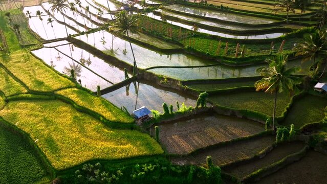 Aerial view of Senaru Rice Terraces, Lombok Indonesia