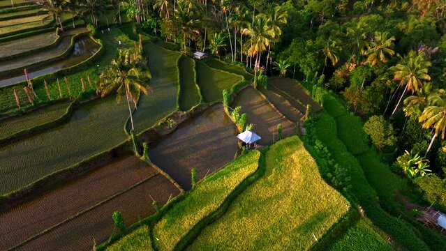 Aerial view of Senaru Rice Terraces, Lombok Indonesia