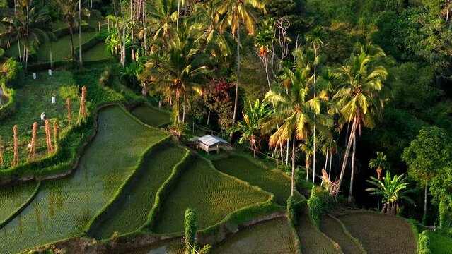 Aerial view of Senaru Rice Terraces, Lombok Indonesia