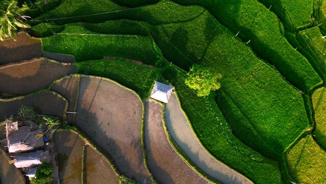 Aerial view of Senaru Rice Terraces, Lombok Indonesia
