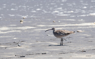 zarapito pico curvo - Numenius phaeopus