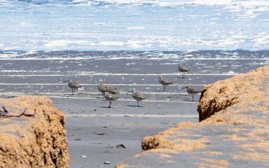 zarapito pico curvo - Numenius phaeopus