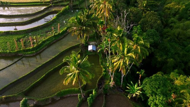 Aerial view of Senaru Rice Terraces, Lombok Indonesia