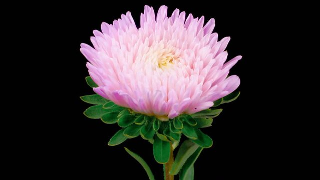 Pink Aster Flower Blossoms. Time Lapse of Beautiful Pink Aster Flower Opening Against a Black Background. 4K.