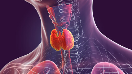 A thyroid gland anatomy, 3D illustration