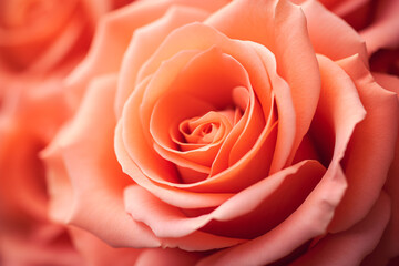 Close up of beautiful peach colored rose flower