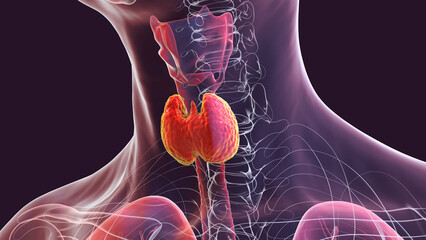 A thyroid gland anatomy, 3D illustration - obrazy, fototapety, plakaty