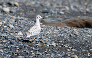 gaviota cahuil - Chroicocephalus maculipennis