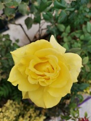 yellow roses in garden
