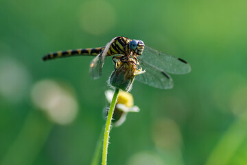 dragonfly on a flower