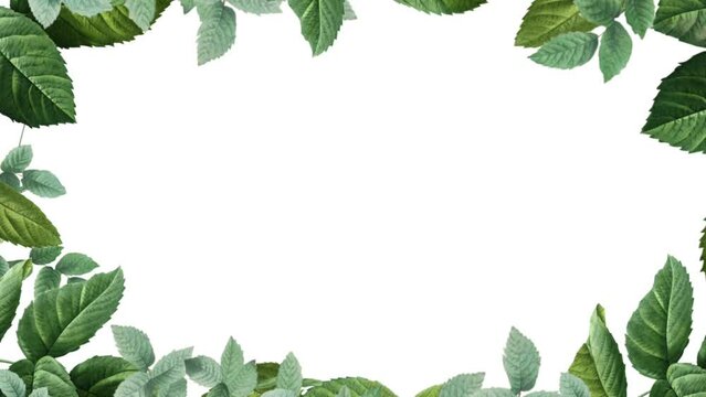 Green Leaves Frame Isolated on White Screen Background