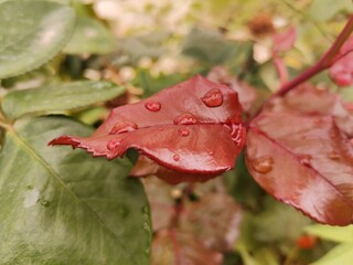 red leaf with drops