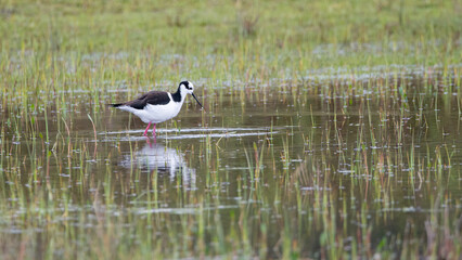 perrito Himantopus mexicanus