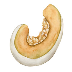 White pumpkin slice, fresh vegetable. Watercolor illustration hand painted isolated on white background
