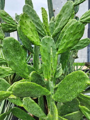 The Bunny ear cactus wet after rain (Opuntia microdasys ear cactus) is a small thorny cactus planted in a gardens. This plant is shaped like a bow or rat's ear. It is a popular ornamental plant plante