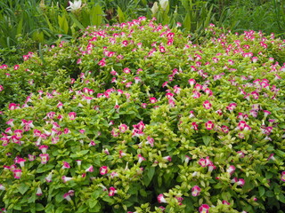 Bush of bright pink and white flowers name Torenia fournieri, the bluewings or wishbone flowers blooming in green nature. Group of Pink Torenia fournieri Linden ex Fourn an ornamental plant in garden 