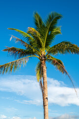 palm trees on the beach