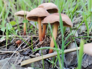 mushroom in the grass