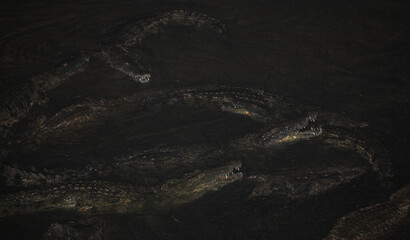 Nilkrokodil bei Nacht / Nile crocodile at night / Crocodylus niloticus. - obrazy, fototapety, plakaty