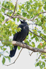 枝の上のカラス