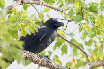 枝の上のカラス