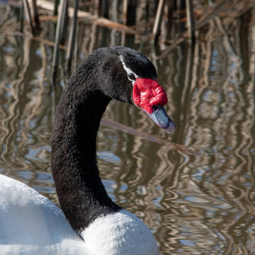 cisne cuello negro 
