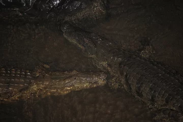 Fotobehang Nilkrokodil bei Nacht / Nile crocodile at night / Crocodylus niloticus. © Ludwig