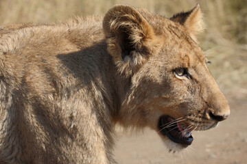 Afrikanischer Löwe / African lion / Panthera leo..
