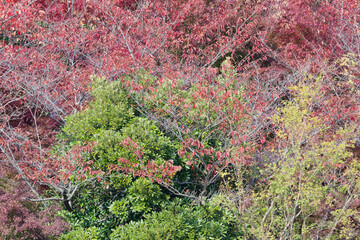 生い茂る紅葉