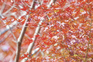紅い紅葉