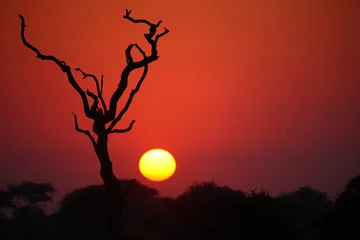 Deurstickers Sonnenaufgang - Krüger Park - Südafrika / Sunrise - Kruger Park - South Africa / © Ludwig