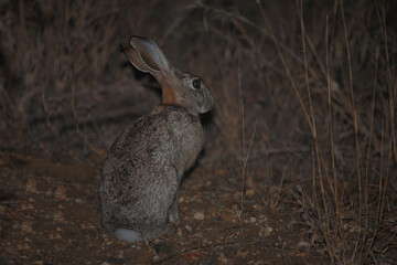 Buschhase / Scrub hare / Lepus saxatilis...