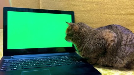 Cat looking at green Laptop screen. Pet using technology, having virtual work online meetings and chats. An idea for advertising educational games, a website for animals. Fluffy cat with notebook.