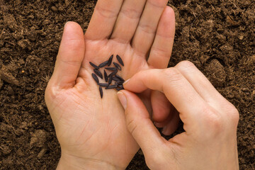 Young adult woman fingers taking black sunflower seeds from palm for planting in fresh dark soil. Closeup. Preparation for garden season. Point of view shot. Top down view.