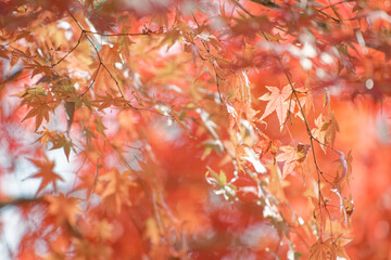 紅い紅葉