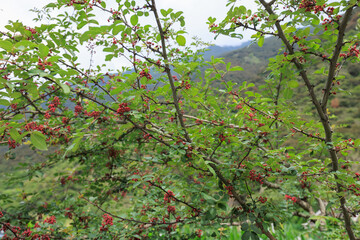 Sichuan Pepper  grow on tree