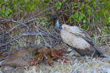 Weißrückengeier / White-backed vulture / Gyps africanus..