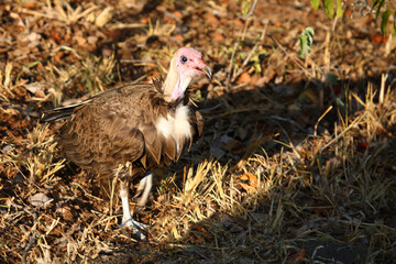 Kappengeier / Hooded vulture / Necrosyrtes monachus.