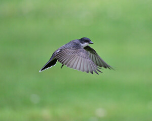 Eastern Kingbird in Flight