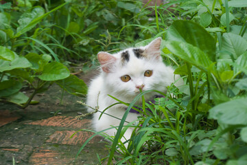 Cat in the bushes hiding