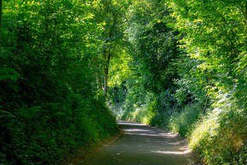 Fototapeta premium Hiking concept, Small road covered with tree tunnel, Spring landscape with young greenery leaves, Curve street with sunlight in the morning, Countryside in Netherlands.