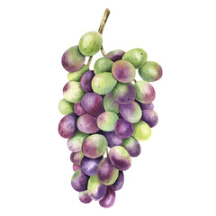 A bunch of red grapes. Grape vine. Watercolor illustrations. Isolated. For the design of labels of wine, grape juice and cosmetics, wedding cards, stationery, greetings, wallpapers and invitations