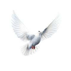 Fototapeta premium PNG of One White Dove freedom flying Wings on transparent background symbol of International Day of Peace, Holy spirit of God in Christian religion heaven concept