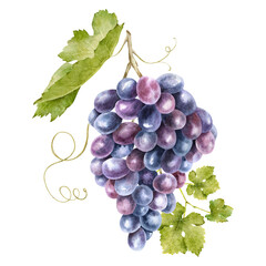 Fototapeta premium A bunch of red grapes with leaves. Grapevine. Isolated watercolor illustrations. For the design of labels of wine, grape juice and cosmetics, wedding cards, stationery, greetings cards