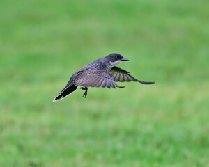 Eastern Kingbird in Flight