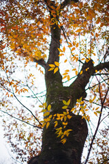 日本の秋（紅葉）