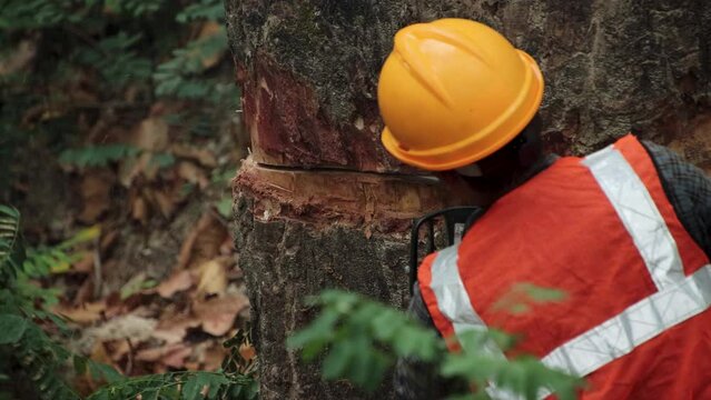 a man cutting a tree in the forest with a chainsaw. closeup hands of a man cutting an olive tree with a power saw or chainsaw in jungle