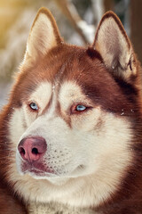 Thoroughbred dog in the winter forest. Winter close up portrait red Siberian husky dog with blue eyes in sunny forest.